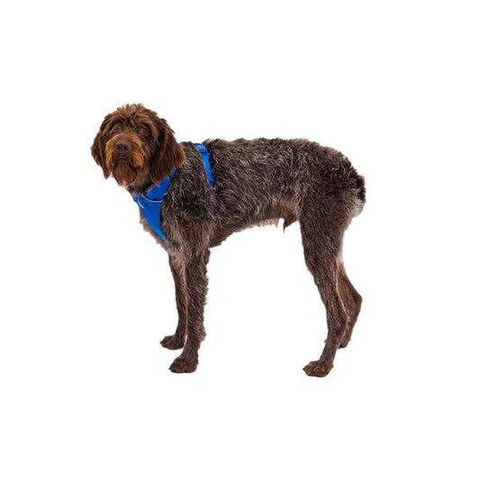 Ruffwear Front Range® Dog Harness in Blue Pool