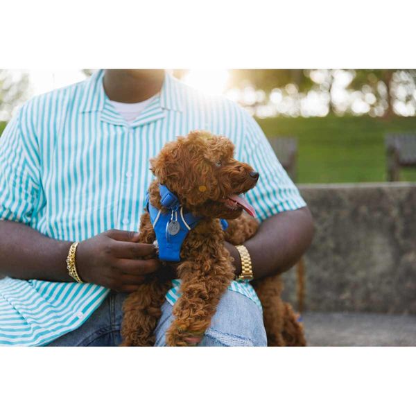 Ruffwear Front Range® Dog Harness in Blue Pool