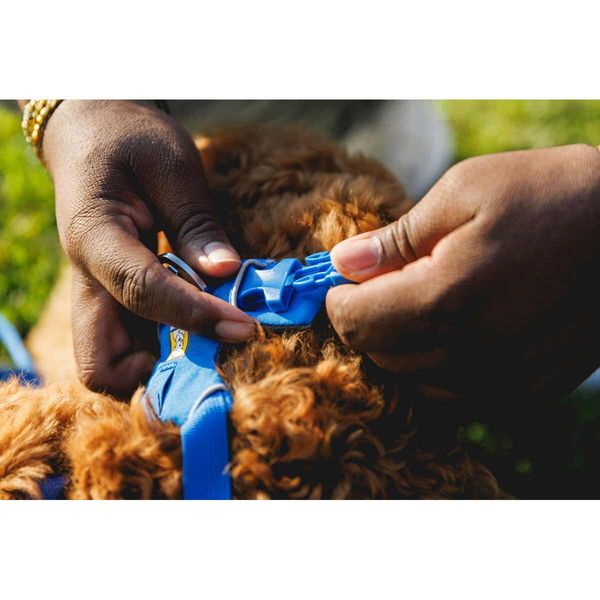 Ruffwear Front Range® Dog Harness in Blue Pool