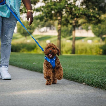 Ruffwear Front Range® Dog Harness in Blue Pool