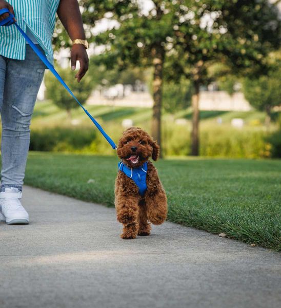 Ruffwear Front Range® Dog Harness in Blue Pool