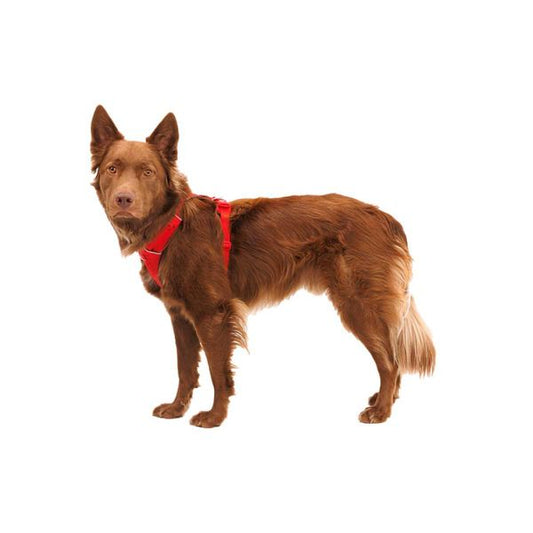 Ruffwear Front Range® Dog Harness in Red Canyon